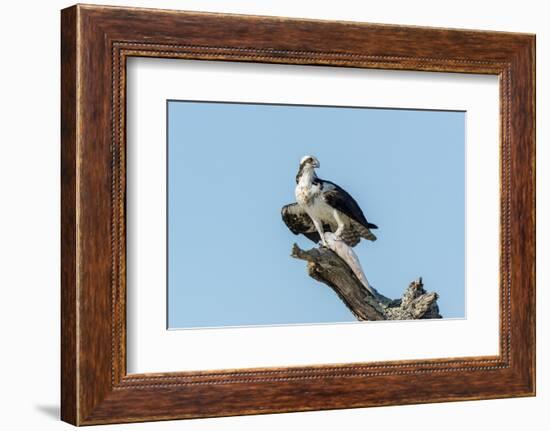 Osprey-Gary Carter-Framed Photographic Print