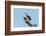 Osprey-Gary Carter-Framed Photographic Print