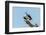 Osprey-Gary Carter-Framed Photographic Print