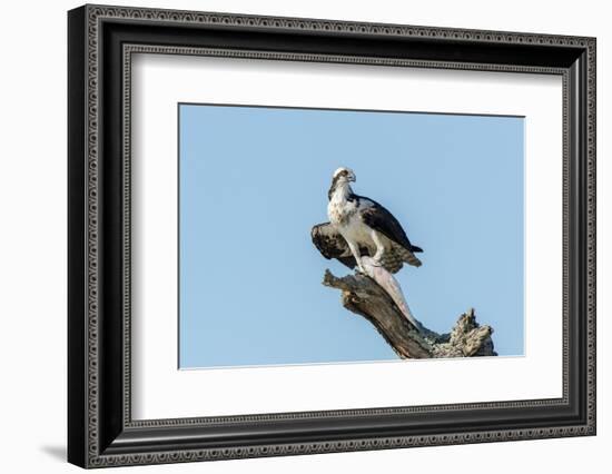 Osprey-Gary Carter-Framed Photographic Print