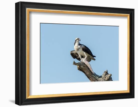 Osprey-Gary Carter-Framed Photographic Print