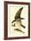 Osprey-John James Audubon-Framed Art Print