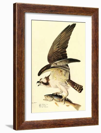 Osprey-John James Audubon-Framed Art Print