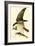 Osprey-John James Audubon-Framed Art Print