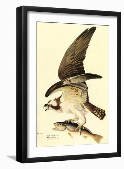 Osprey-John James Audubon-Framed Art Print