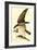 Osprey-John James Audubon-Framed Art Print