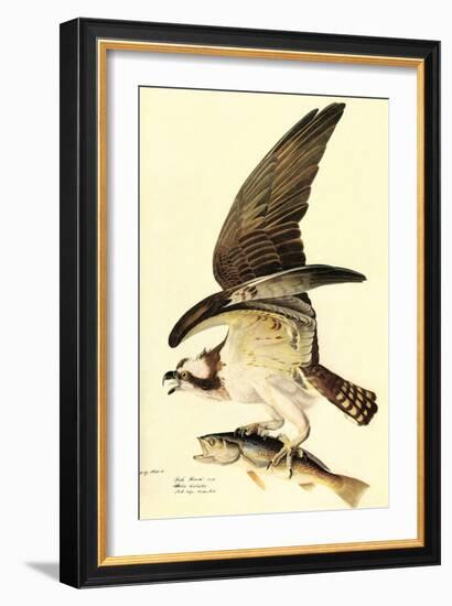 Osprey-John James Audubon-Framed Art Print