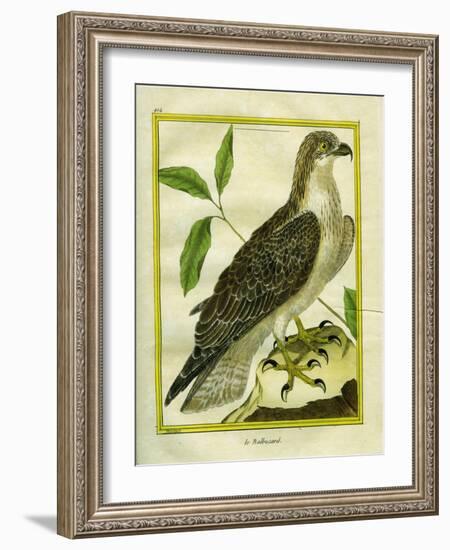 Osprey-Georges-Louis Buffon-Framed Giclee Print