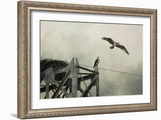 Ospreys at Pickwick-Jai Johnson-Framed Giclee Print