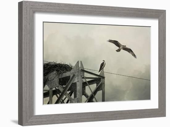 Ospreys at Pickwick-Jai Johnson-Framed Giclee Print