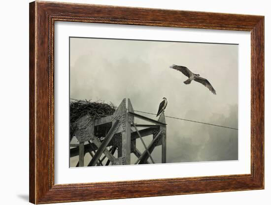 Ospreys at Pickwick-Jai Johnson-Framed Giclee Print