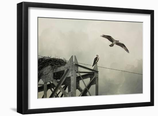 Ospreys at Pickwick-Jai Johnson-Framed Giclee Print