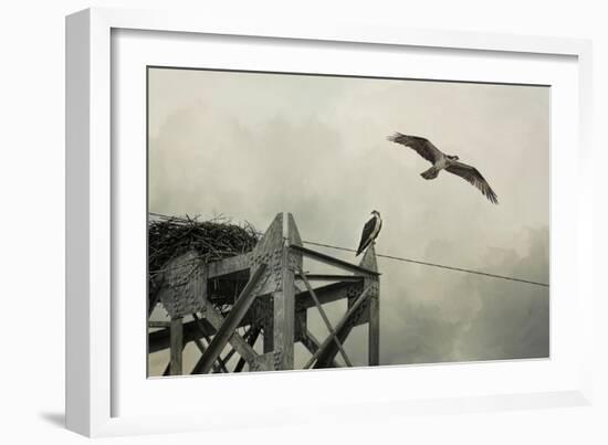 Ospreys at Pickwick-Jai Johnson-Framed Giclee Print