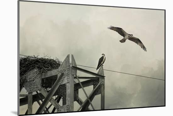 Ospreys at Pickwick-Jai Johnson-Mounted Giclee Print