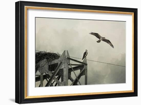 Ospreys at Pickwick-Jai Johnson-Framed Giclee Print