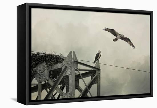 Ospreys at Pickwick-Jai Johnson-Framed Premier Image Canvas