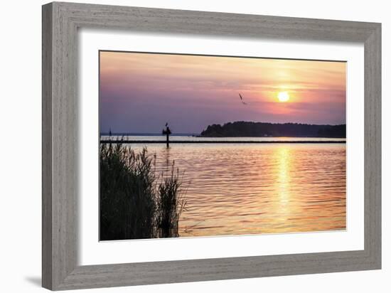 Ospreys at Sunset-Alan Hausenflock-Framed Photographic Print