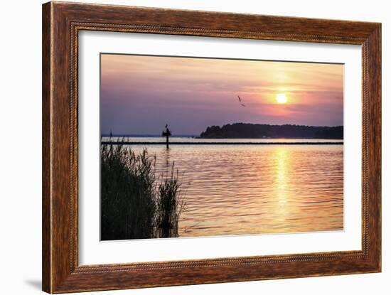 Ospreys at Sunset-Alan Hausenflock-Framed Photographic Print