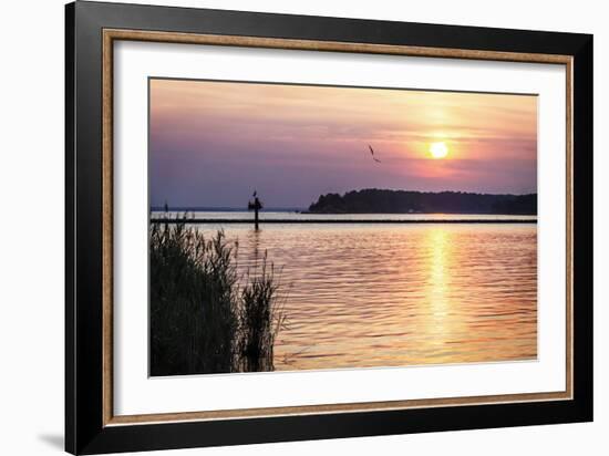 Ospreys at Sunset-Alan Hausenflock-Framed Photographic Print