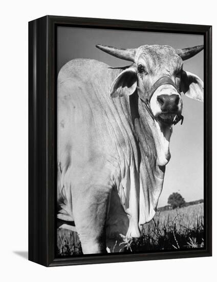 Osrigo Manso, National Champion Brahmin Bull-Cornell Capa-Framed Premier Image Canvas