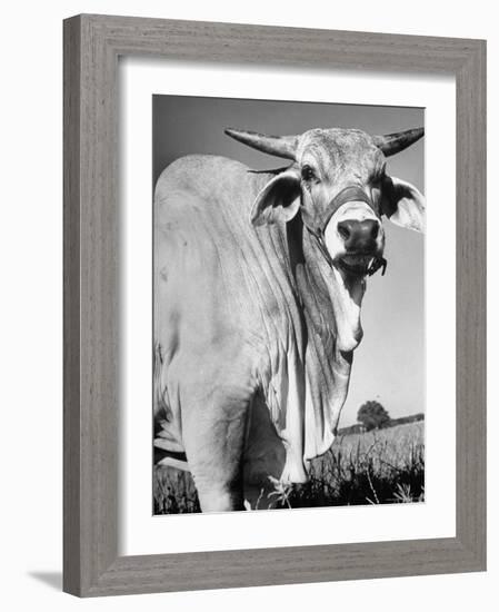 Osrigo Manso, National Champion Brahmin Bull-Cornell Capa-Framed Photographic Print