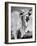 Osrigo Manso, National Champion Brahmin Bull-Cornell Capa-Framed Photographic Print