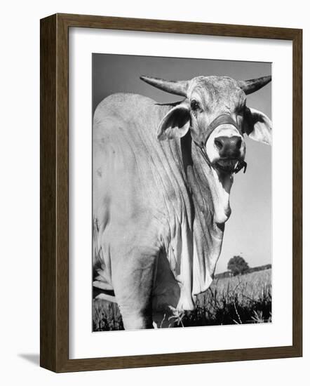 Osrigo Manso, National Champion Brahmin Bull-Cornell Capa-Framed Photographic Print