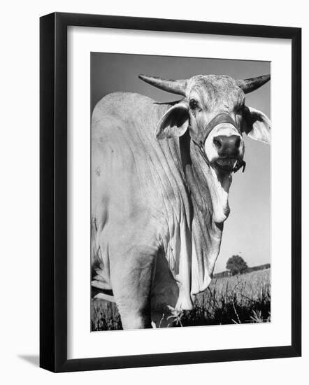 Osrigo Manso, National Champion Brahmin Bull-Cornell Capa-Framed Photographic Print