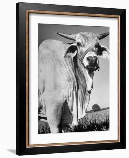 Osrigo Manso, National Champion Brahmin Bull-Cornell Capa-Framed Photographic Print