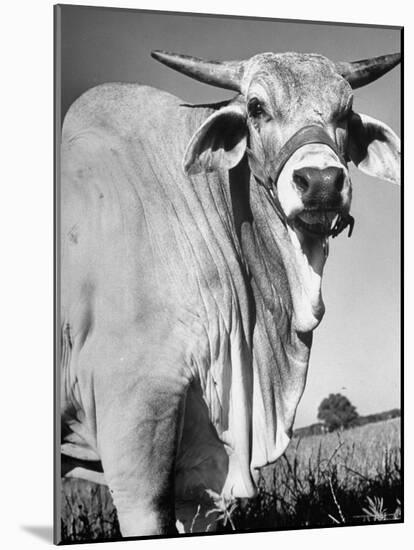 Osrigo Manso, National Champion Brahmin Bull-Cornell Capa-Mounted Photographic Print