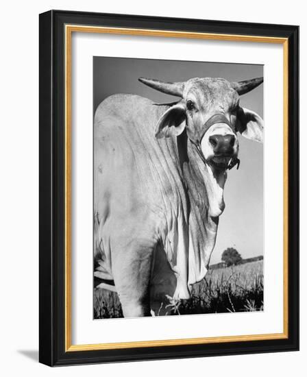 Osrigo Manso, National Champion Brahmin Bull-Cornell Capa-Framed Photographic Print