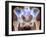 Osteoarthritis of Hip Joints, X-ray-Science Photo Library-Framed Photographic Print