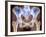 Osteoarthritis of Hip Joints, X-ray-Science Photo Library-Framed Photographic Print