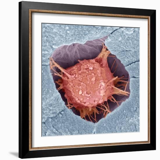 Osteoblast Bone Cell, SEM-Steve Gschmeissner-Framed Premium Photographic Print