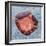 Osteoblast Bone Cell, SEM-Steve Gschmeissner-Framed Premium Photographic Print