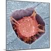 Osteoblast Bone Cell, SEM-Steve Gschmeissner-Mounted Premium Photographic Print