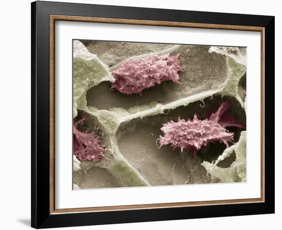 Osteoclasts In Bone Lacunae, SEM-Steve Gschmeissner-Framed Photographic Print