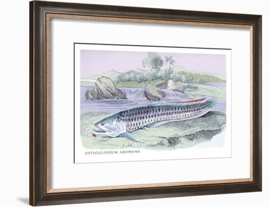 Osteoflossum Arowana-Robert Hermann Schomburgk-Framed Art Print