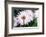 Osteospermum ‘Lady Leitrim’-Angela Marsh-Framed Photographic Print