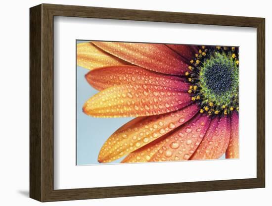 Osteospermum-Heidi Westum-Framed Photographic Print