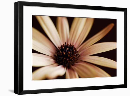 Osteospurmum on Black 02-Tom Quartermaine-Framed Giclee Print