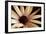 Osteospurmum on Black 02-Tom Quartermaine-Framed Giclee Print