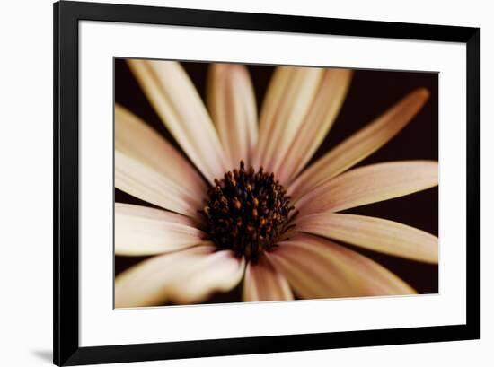 Osteospurmum on Black 02-Tom Quartermaine-Framed Giclee Print