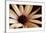 Osteospurmum on Black 02-Tom Quartermaine-Framed Giclee Print