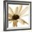 Osteospurmum  on White 01-Tom Quartermaine-Framed Giclee Print