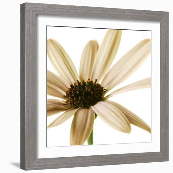 Osteospurmum  on White 01-Tom Quartermaine-Framed Giclee Print