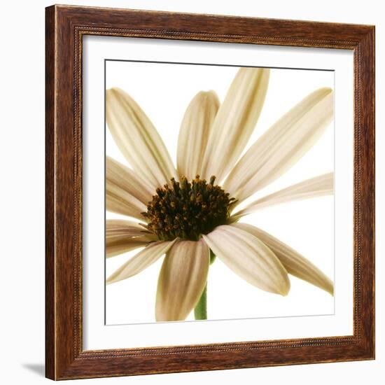 Osteospurmum  on White 01-Tom Quartermaine-Framed Giclee Print