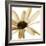 Osteospurmum  on White 01-Tom Quartermaine-Framed Giclee Print