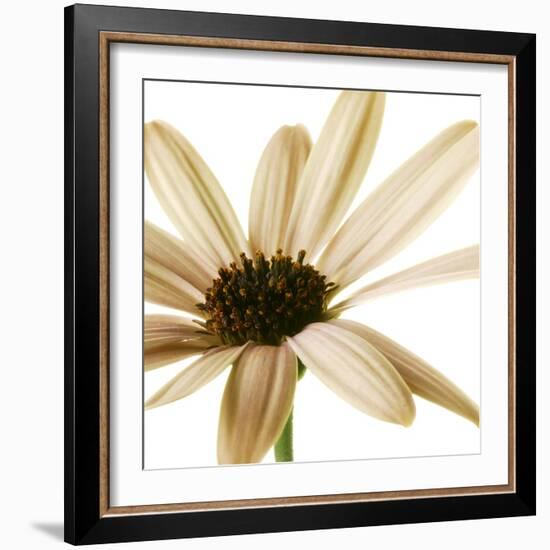 Osteospurmum  on White 01-Tom Quartermaine-Framed Giclee Print