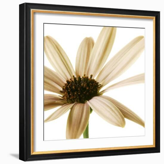 Osteospurmum  on White 01-Tom Quartermaine-Framed Giclee Print